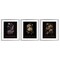 Stupell Industries Antique Botanical Herb Bushels 3pc Framed Print Under Glass Set, design by Christopher Giampietro